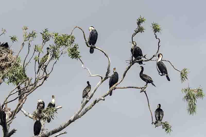 Cormorán - lago Bunyonyi - Uganda 4.jpg